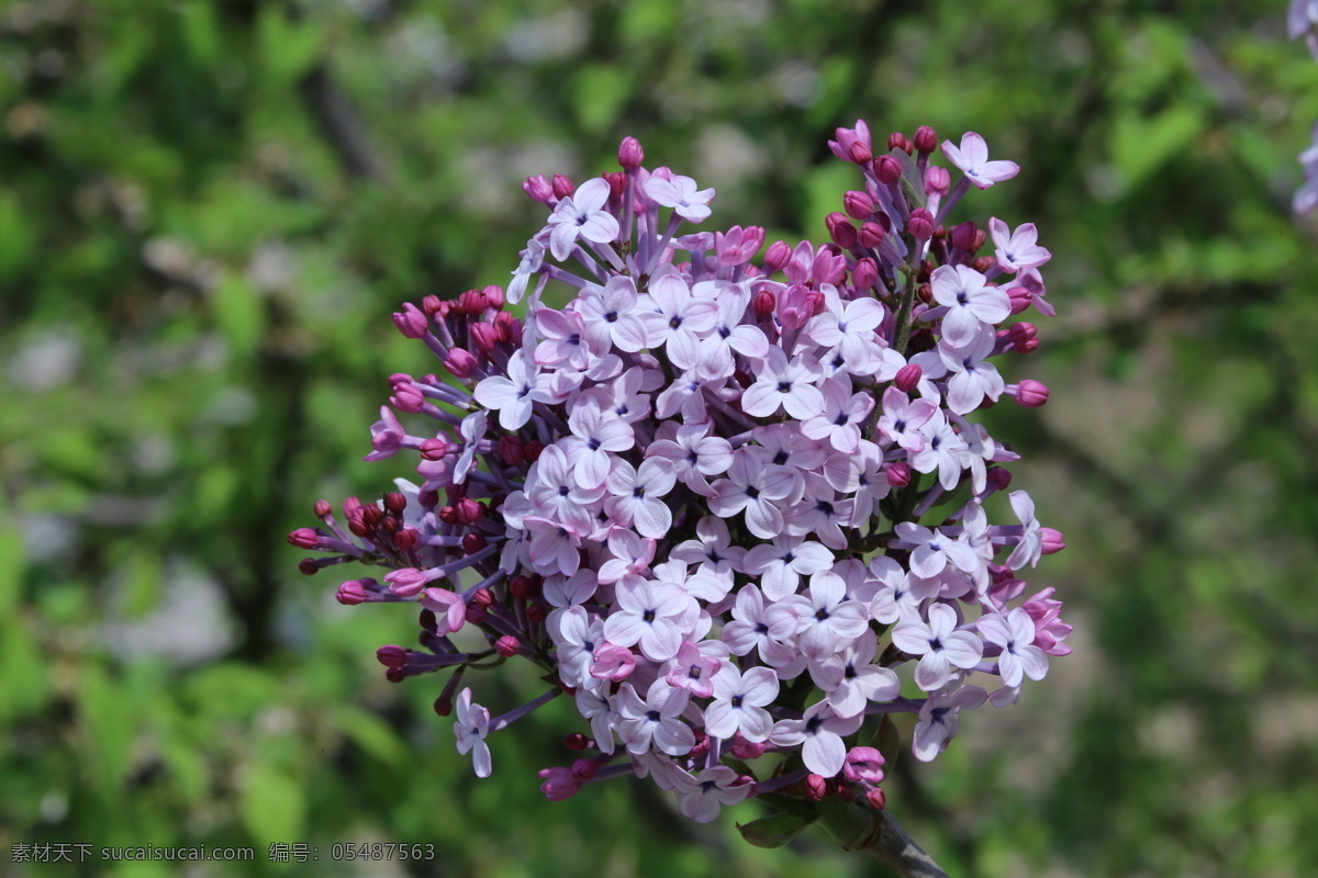 丁香花 丁香 丁香树 春天 花卉 名贵花卉 树枝 自然景观 绿化景观 丁香玉兰花 生物世界 花草