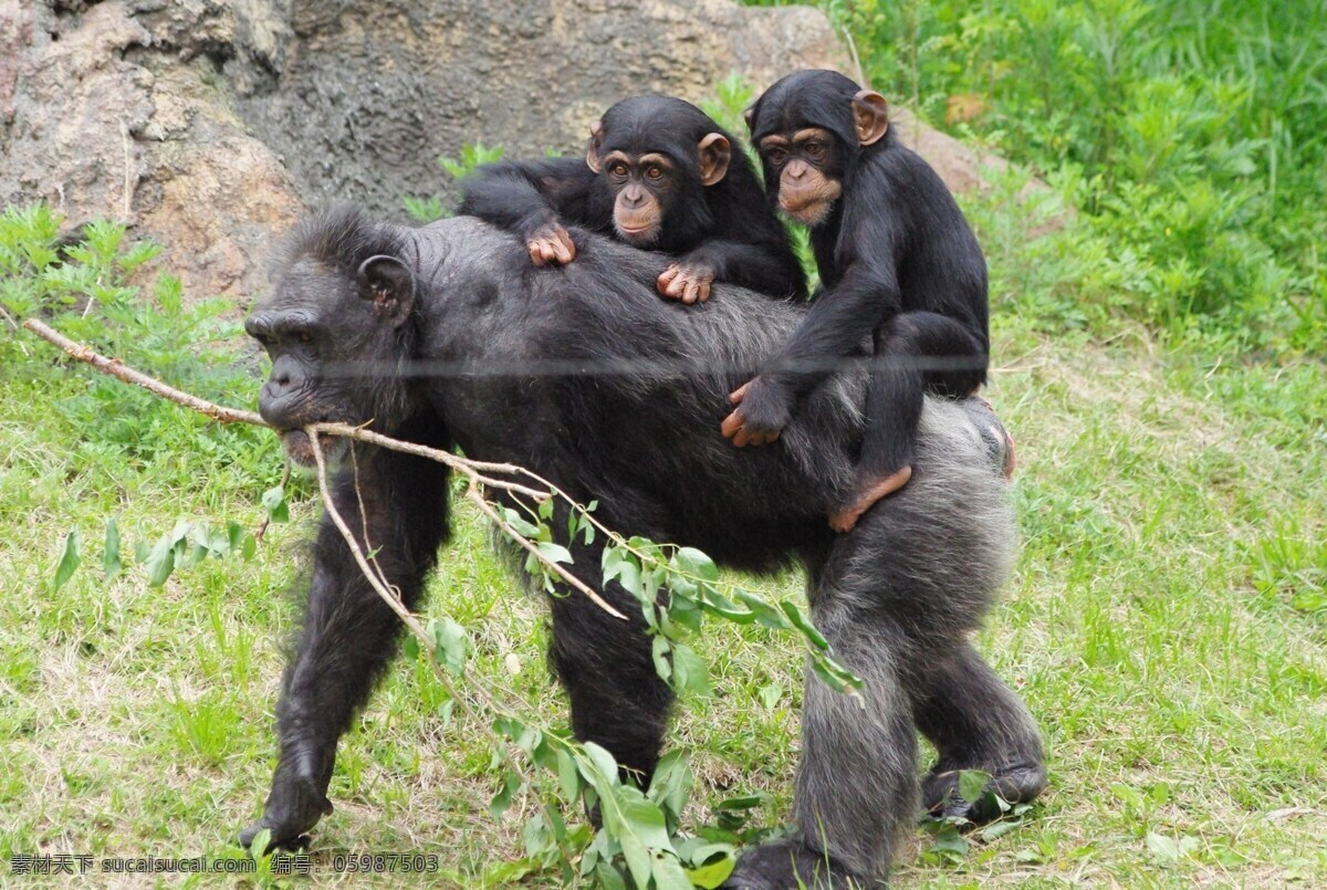 黑猩猩 大猩猩 动物 猩猩 野生动物 小猩猩 生物世界