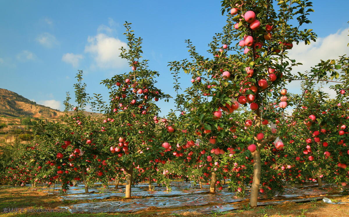 富士苹果 苹果树 苹果园 丰收苹果 果满枝头 自然景观 田园风光