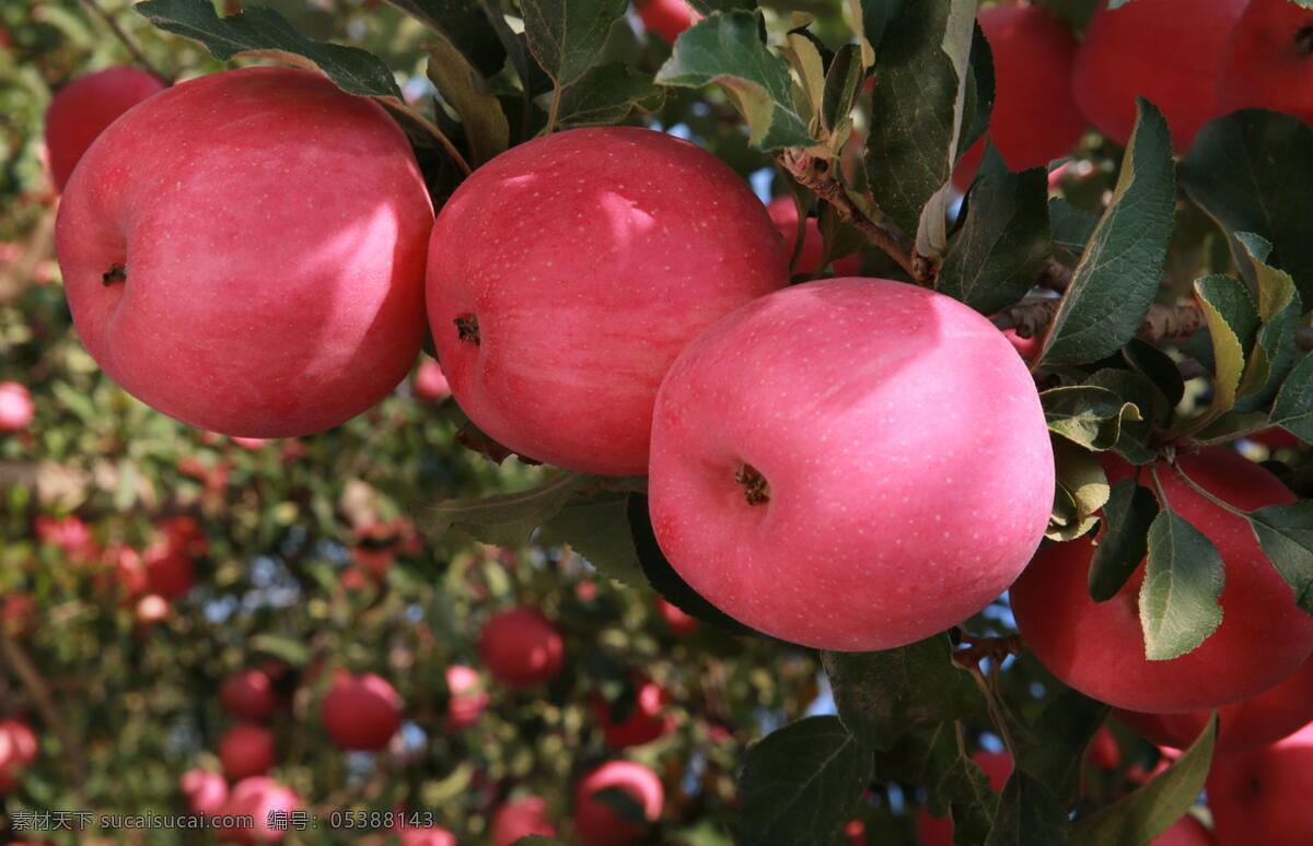 庄浪苹果 苹果 红富士 丰收 满枝头 庄浪 苹果园 自然景观 田园风光
