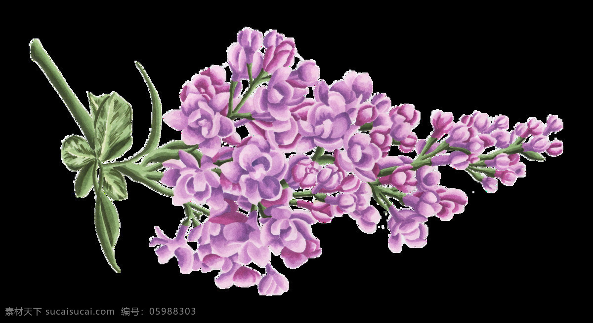 串 美丽 花朵 一串 紫色 简约 幽香 淡雅 优雅 漂亮 清新 红色