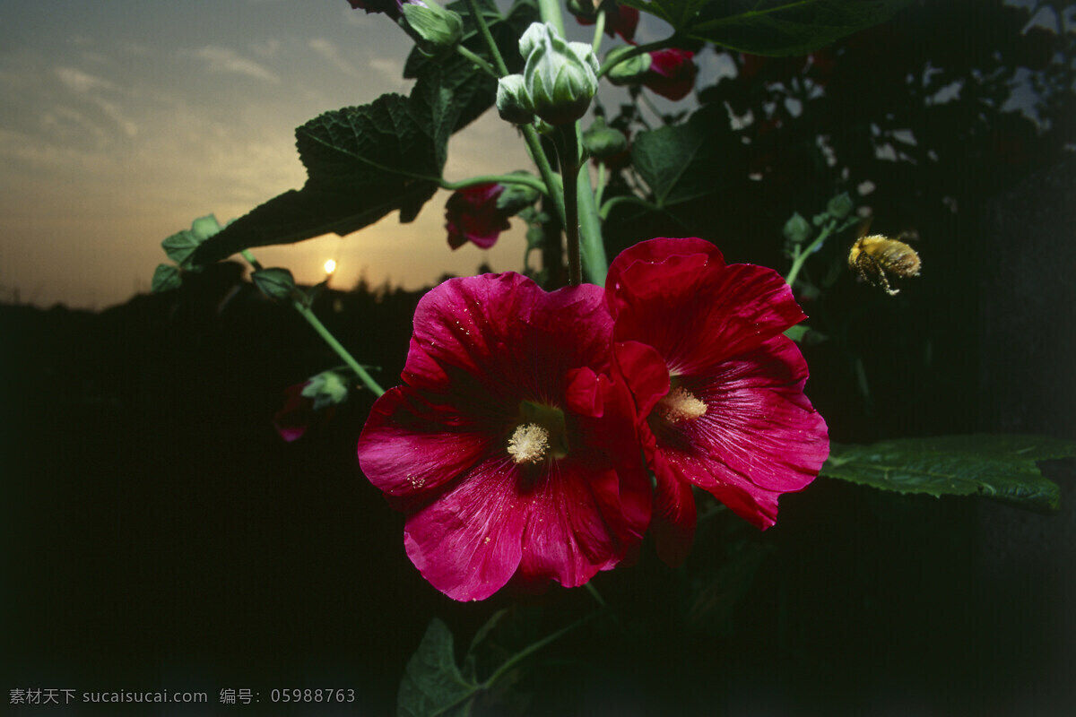 花丛 中 飞来 飞去 小 蜜蜂 小蜜蜂 采蜜 飞 飞翔 美丽鲜花 花朵 动物世界 昆虫世界 花草树木 生态环境 生物世界 野外 自然界 自然生物 自然生态 高清图片 自然 植物 户外