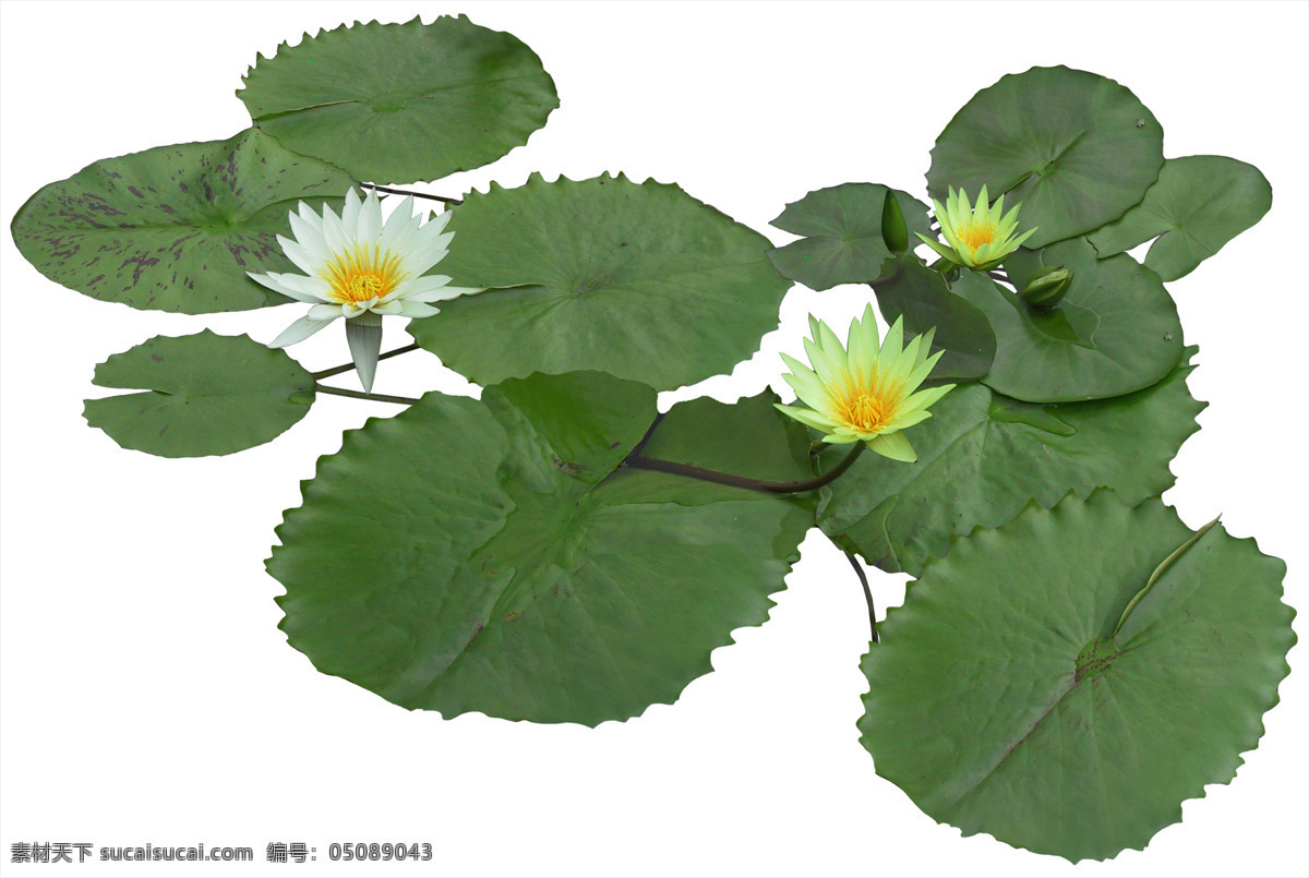 后期 花 高清花大图 花儿 环境设计 设计图 后期花素材 其他设计图片
