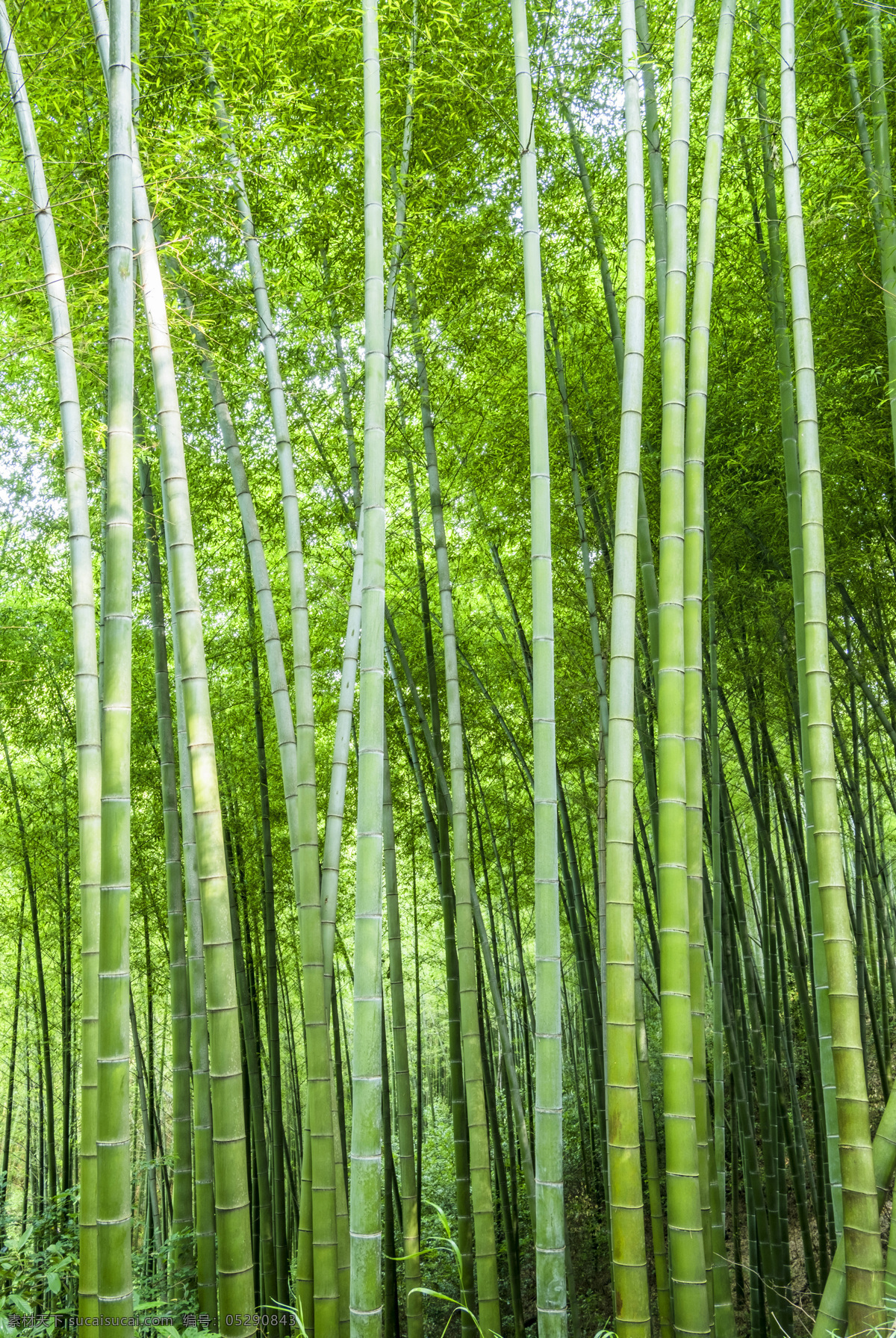 楠竹林 竹林 楠竹之乡 竹 竹子 竹叶 楠竹 毛竹 南竹茅竹 毛竹林 竹子特写 竹子竹林 生物世界 树木树叶