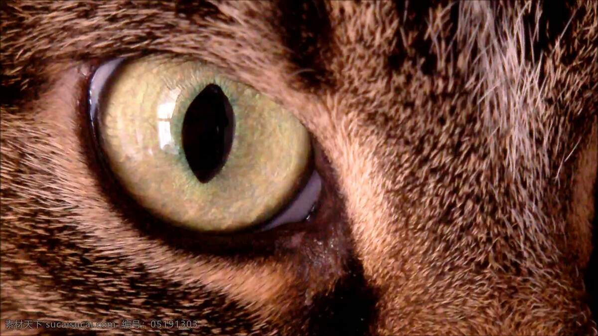 猫眼宏 动物 猫 眼 虹膜 角膜 闪亮的 夜 视野 看法 看 跟踪 绿色 绿 老虎 棕色的 透镜 视网膜