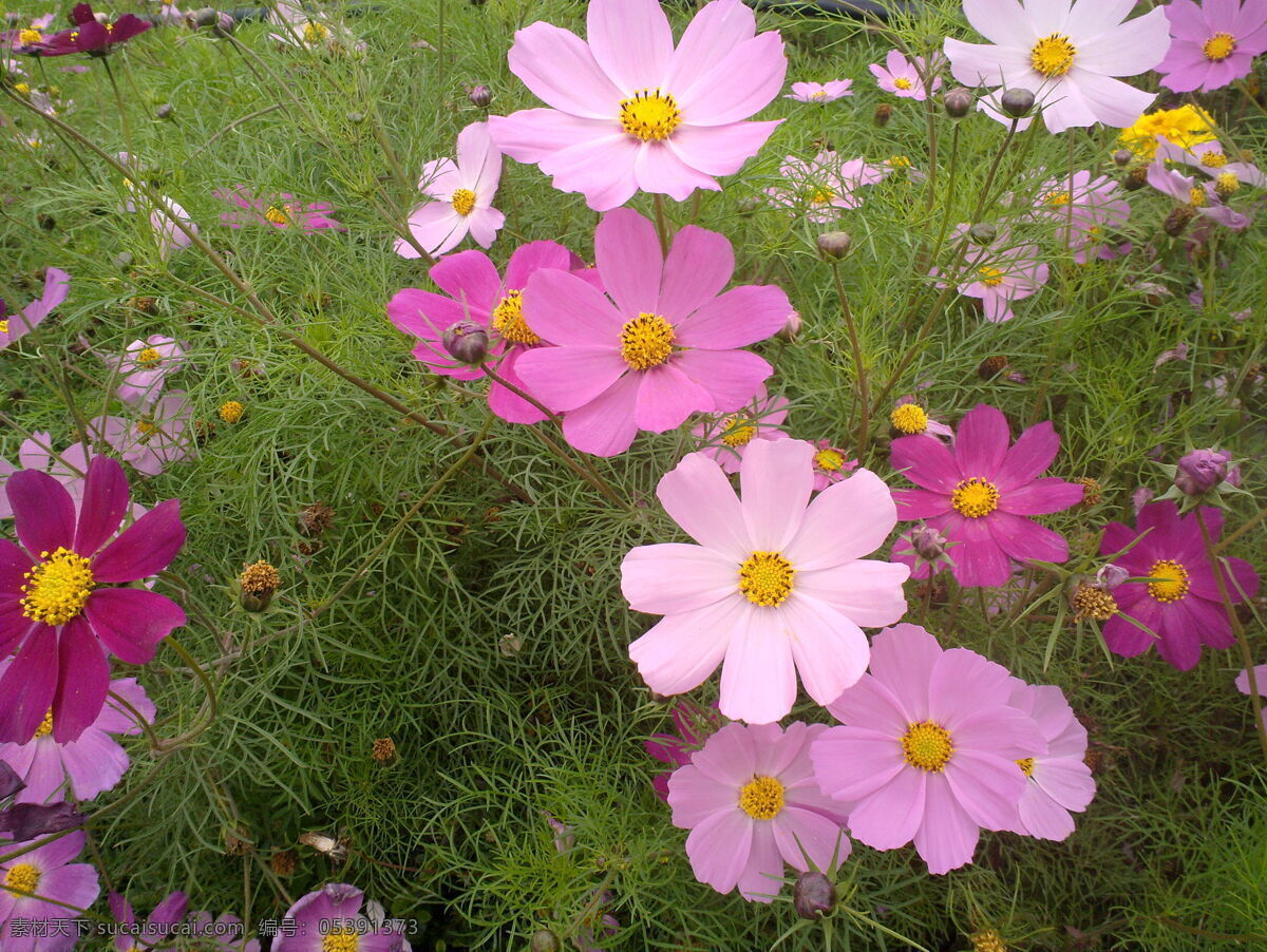 格桑花 花 春天 花朵 花草 生物世界