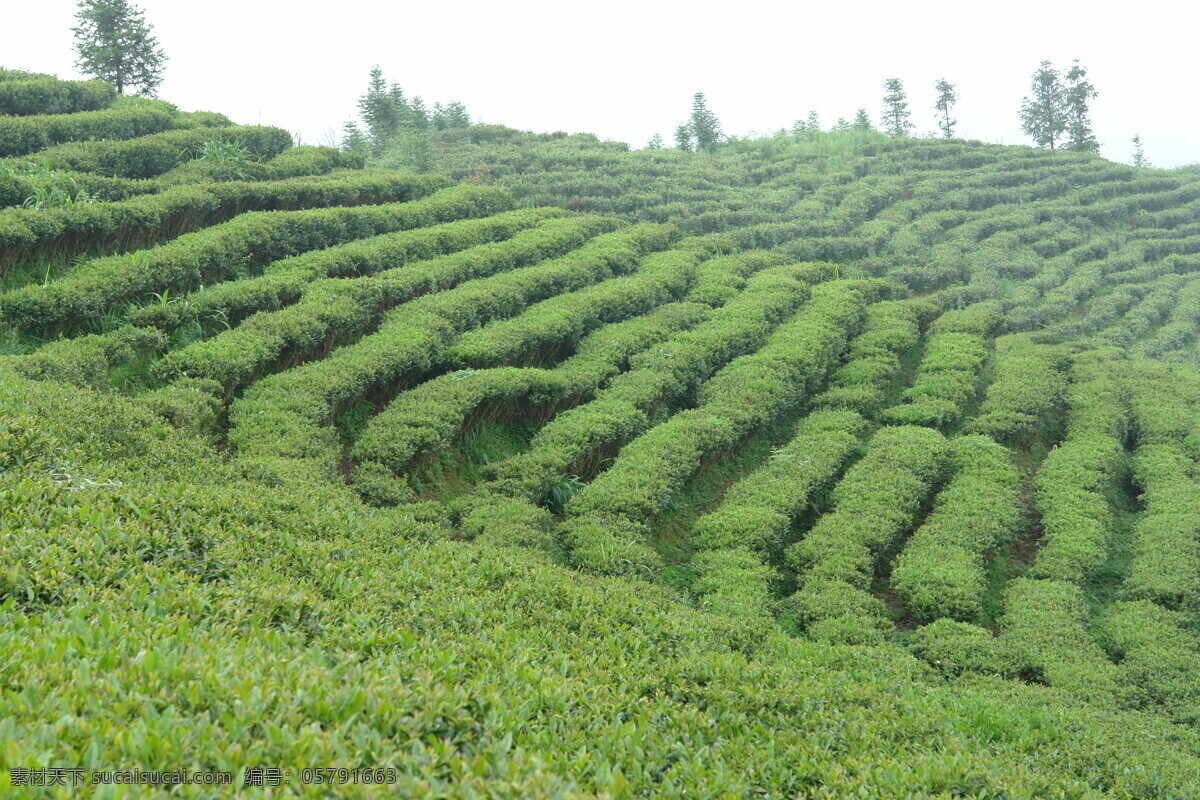 美丽 绿色 茶园 茶叶 茶苗 龙井茶 田园风光 自然景观