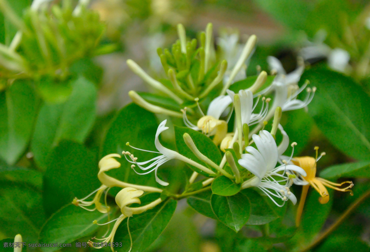 金银花 花 花卉 藤蔓 夏天 春天 春光 花草 生物世界