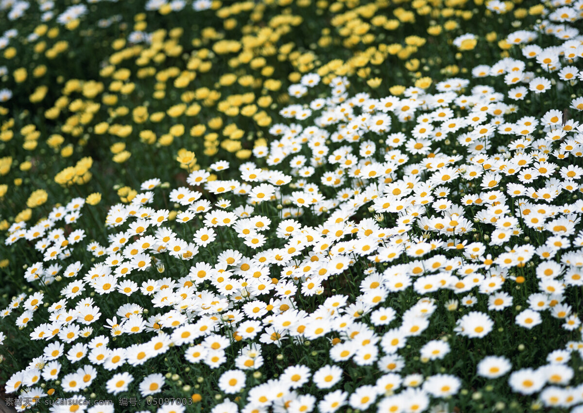 白色花丛