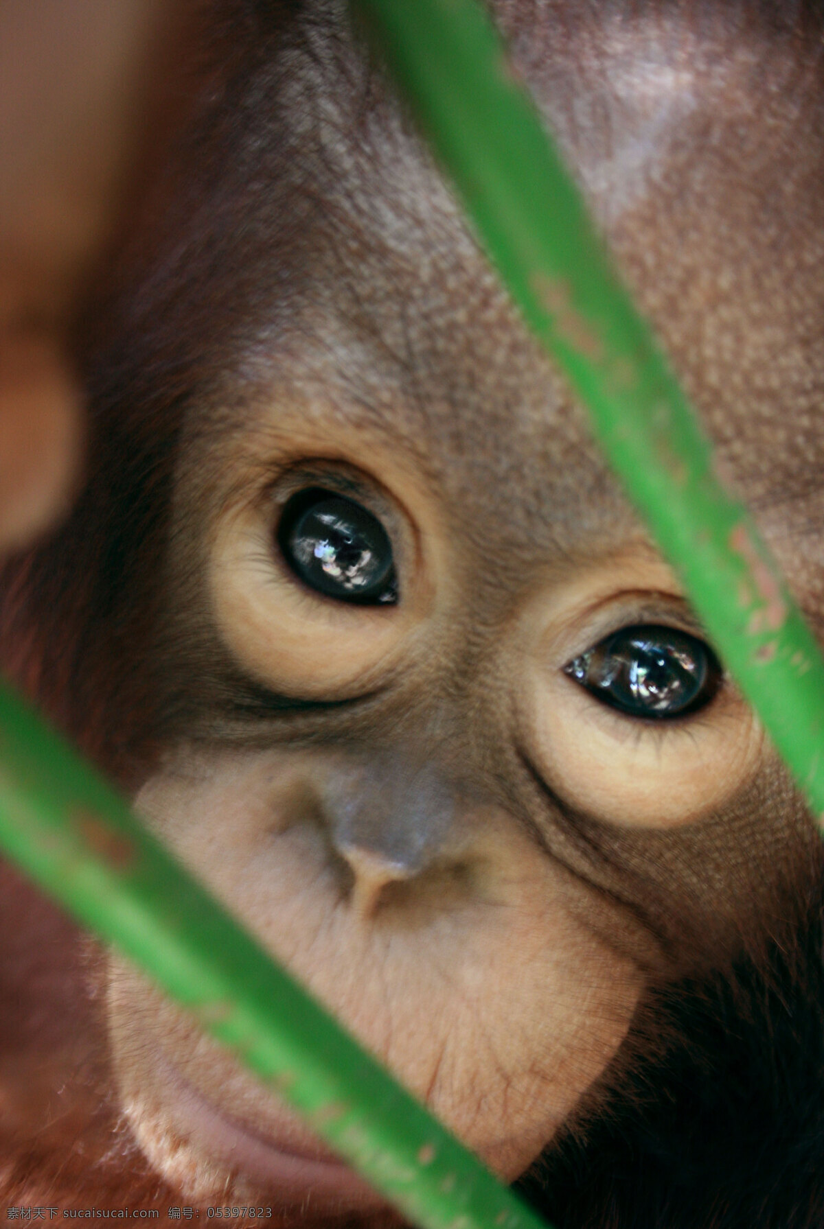 猩猩 幼仔 可爱 野生动物 眼睛 绿草 猴子 生物世界