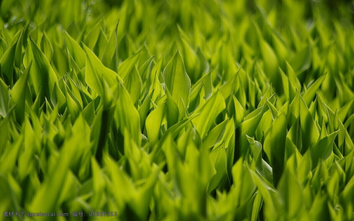 草地 草坪 春天 发芽 花草 绿色 绿树 自然风景 自然景观 植物 足球场 生物世界 矢量图 日常生活