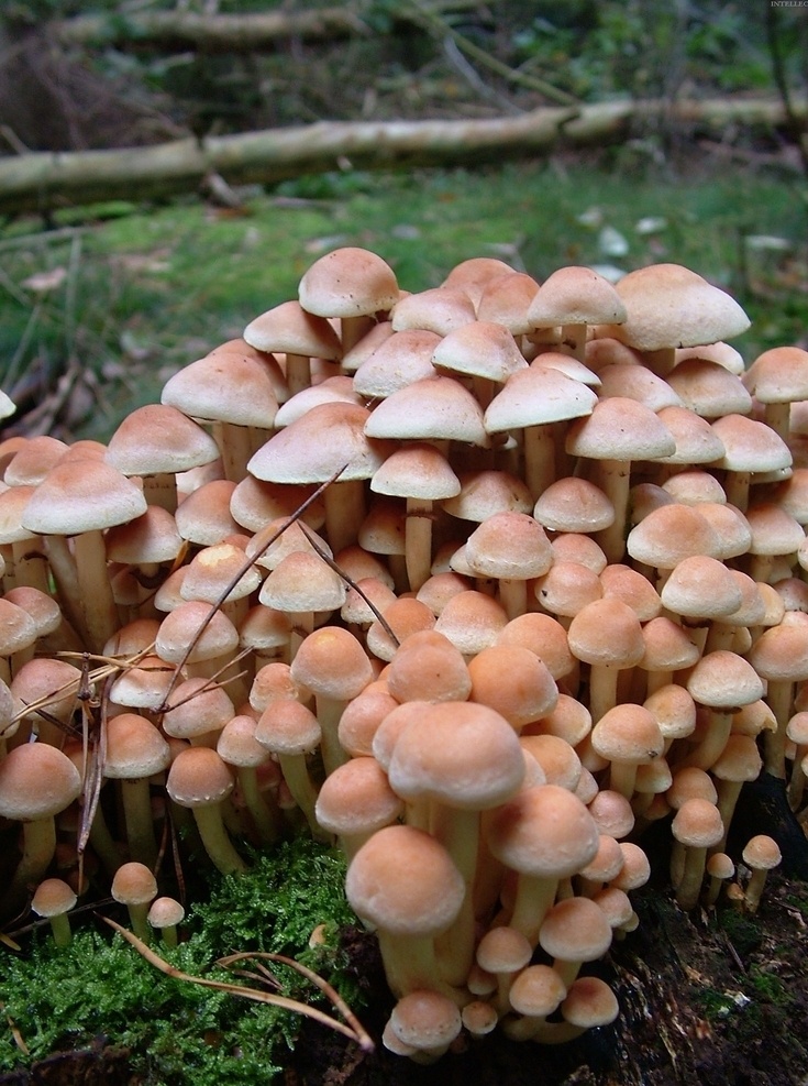 野生菌 菌菇 蘑菇 野生蘑菇 野蘑菇 生物世界 其他生物