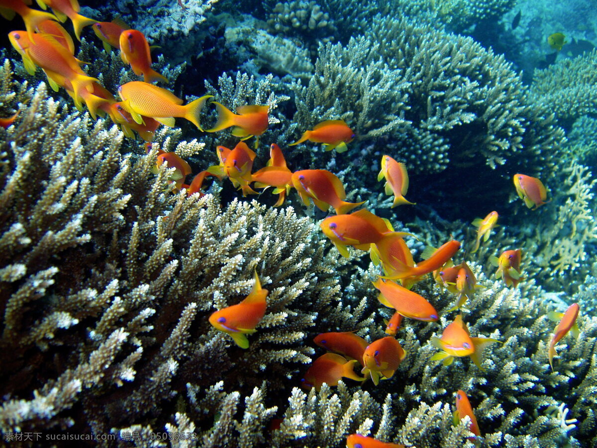 美丽 珊瑚 海鱼 海底世界 珊瑚礁 鱼儿