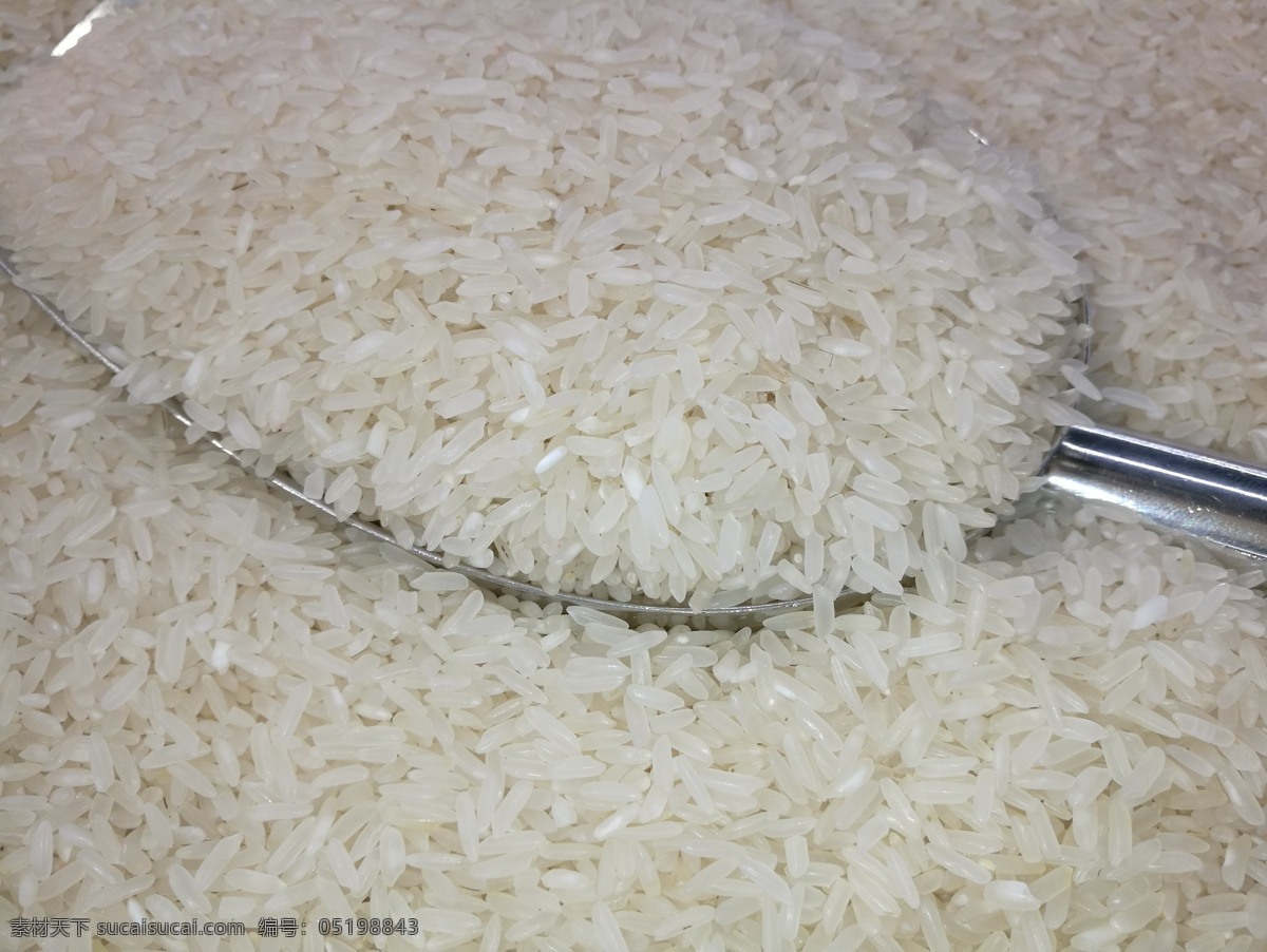 油粘米 香米 粘米 稻米 食物 高清 餐饮美食 食物原料