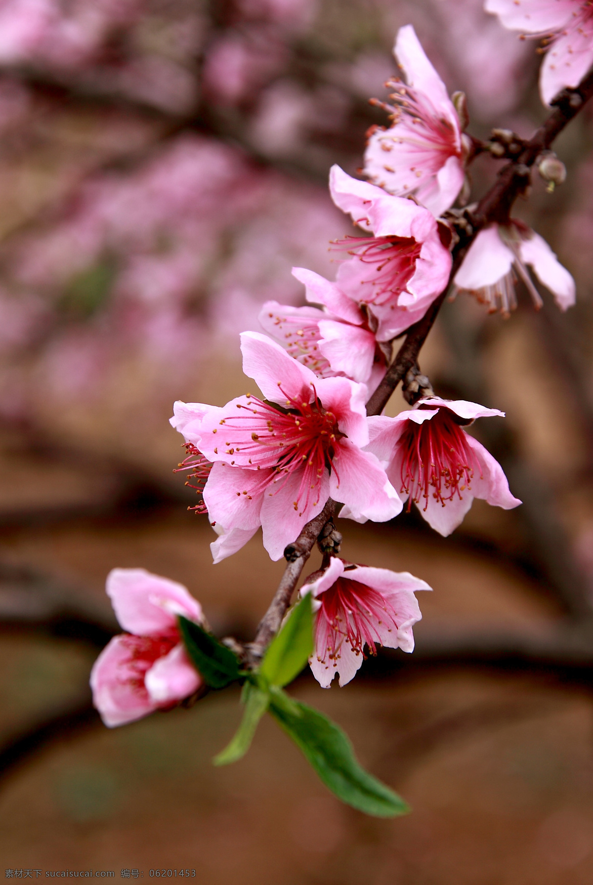 桃花系列 桃花 植物 摄影图片 生态 平面 照片 花卉 庭院盆栽 种植 水果 生物世界 花草