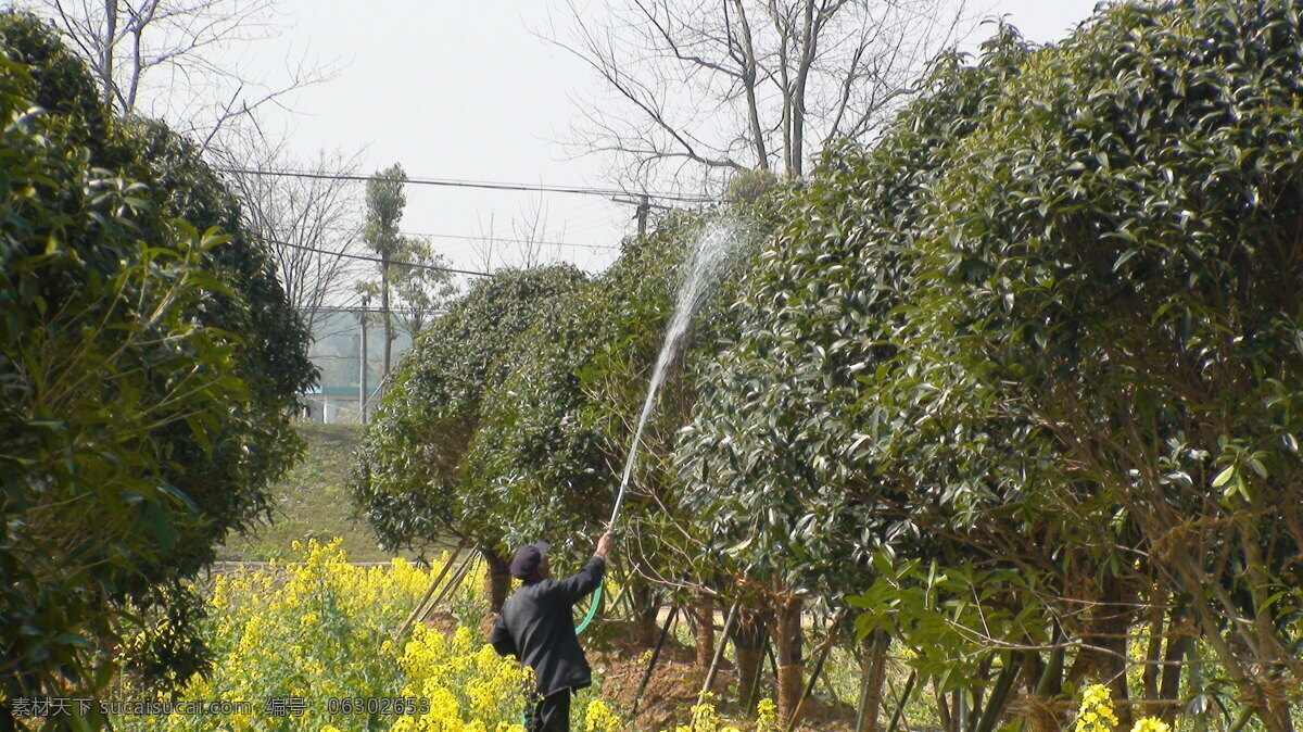 菜地 菜园 村落 大棚 建筑景观 农村 农家 农家乐 蔬菜 基地 油菜花 株洲县松西子 生态 大棚蔬菜 蔬菜基地 种植基地 庄园 松西子社区 田园 田园风光 农庄 自然景观 风景 生活 旅游餐饮