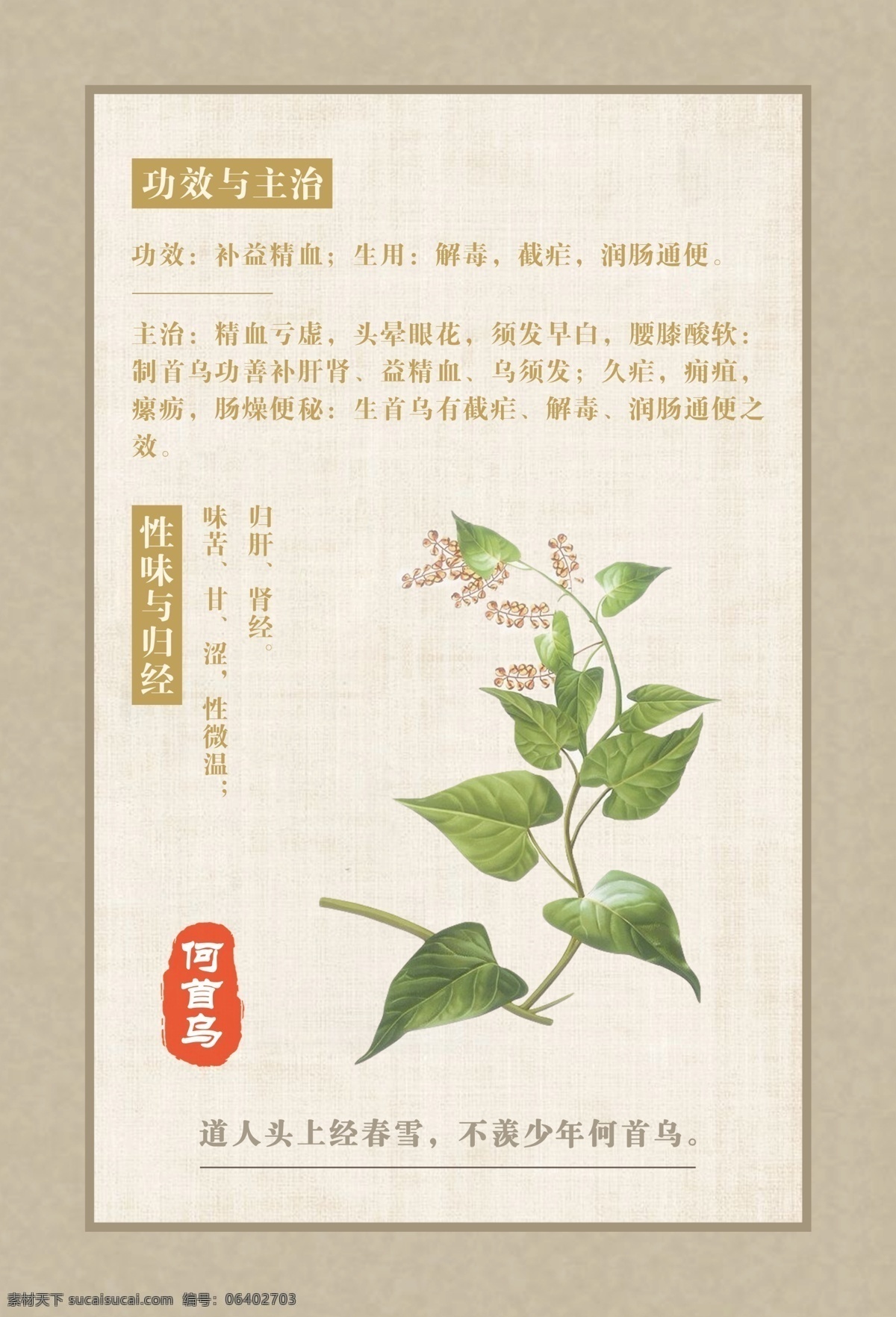 何首乌 中药 宣传海报 壁画 传统文化 中医 海报 文化艺术