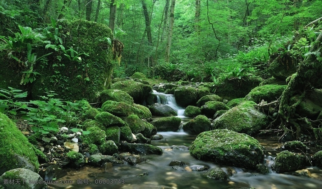 林间小溪 森林 小溪 树木 绿色 自然 旅游摄影 自然风景