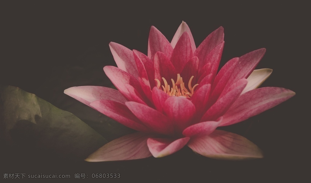 莲花图片 荷塘 睡莲素材 青莲 睡莲 白莲 红莲 睡莲背景 睡莲底纹 睡莲摄影 莲藕 荷叶 山水睡莲 荷 荷素材 六月睡莲 水墨睡莲 莲花 莲花素材 莲花元素 采莲 彩莲 莲花背景 莲花底纹 莲子 睡莲水墨 水彩睡莲 睡莲水彩 睡莲工笔画 莲花工笔画 矢量睡莲 睡莲荷叶 高清睡莲 睡莲莲藕 荷花睡莲 生物世界 花草