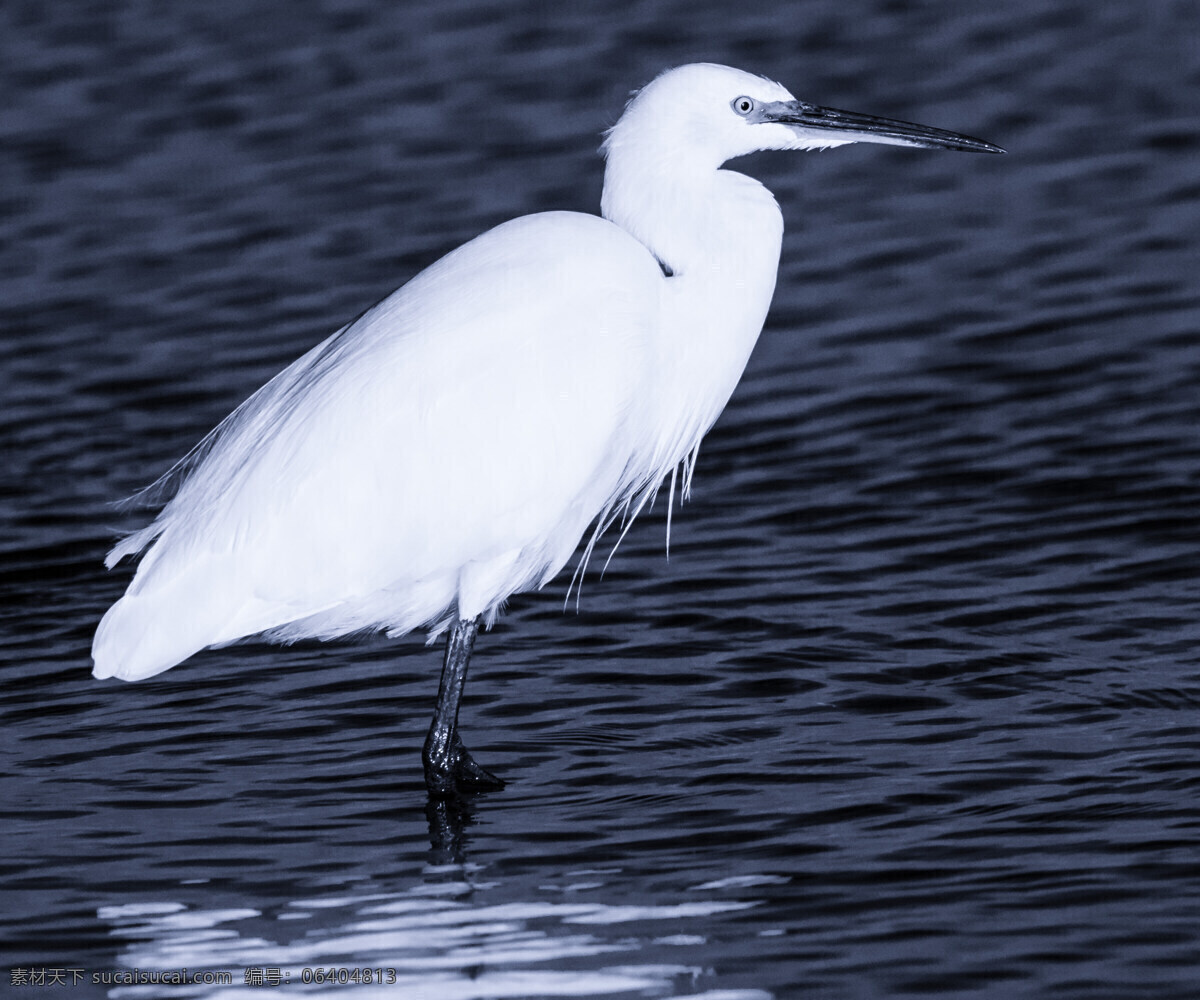 水鸟 白鸪 鸟类 尖嘴 湖边 旅游摄影 国内旅游