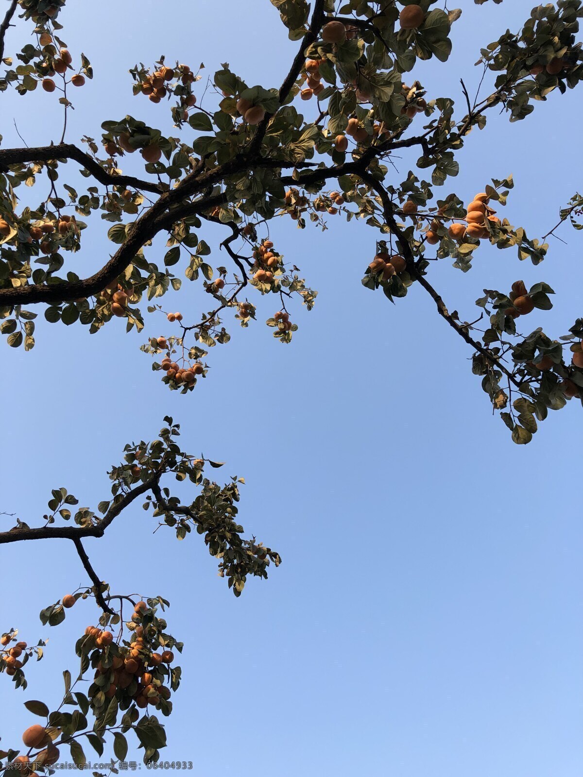 蓝天 下 柿子 树 柿子树 丰收的柿子 丰收的季节 秋天的硕果 新鲜柿子 自然景观 自然风景