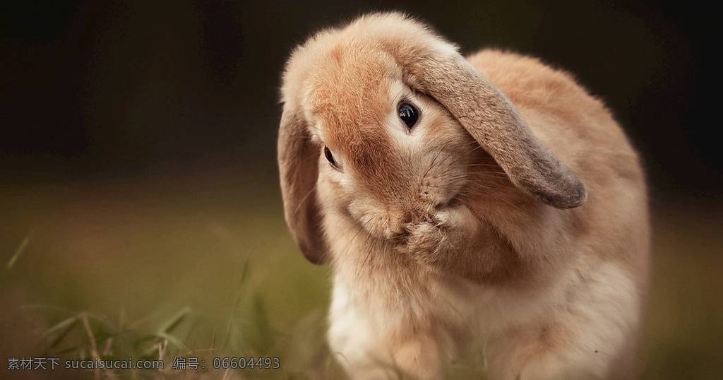 宠物 动物 合集 舔 爪 小 萌 兔 宠物照片 兔子 小兔子 可爱小兔子 兔子壁纸 兔子照片 宠物动物合集 生物世界 其他生物