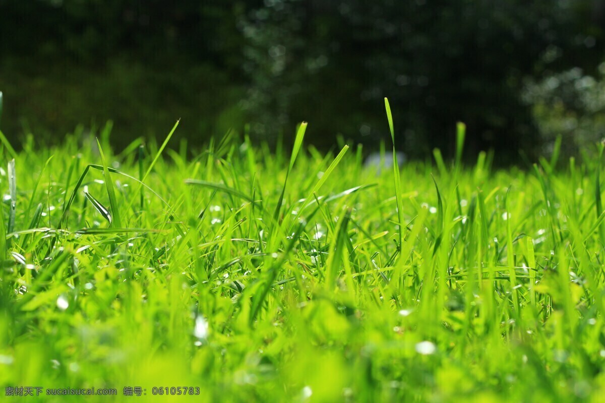 清新 绿色 草地 风景图片 春天 春季 绿色草地 小草