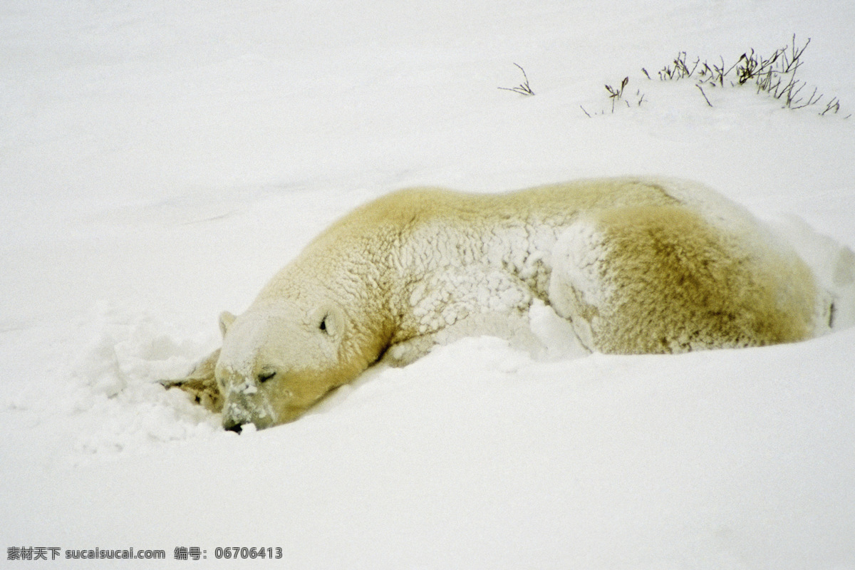 雪地 里 北极熊 高清图片 jpg图库 摄影图片 北极气候 脯乳动物 保护动物 白熊 野生动物 生物世界 北极 陆地动物