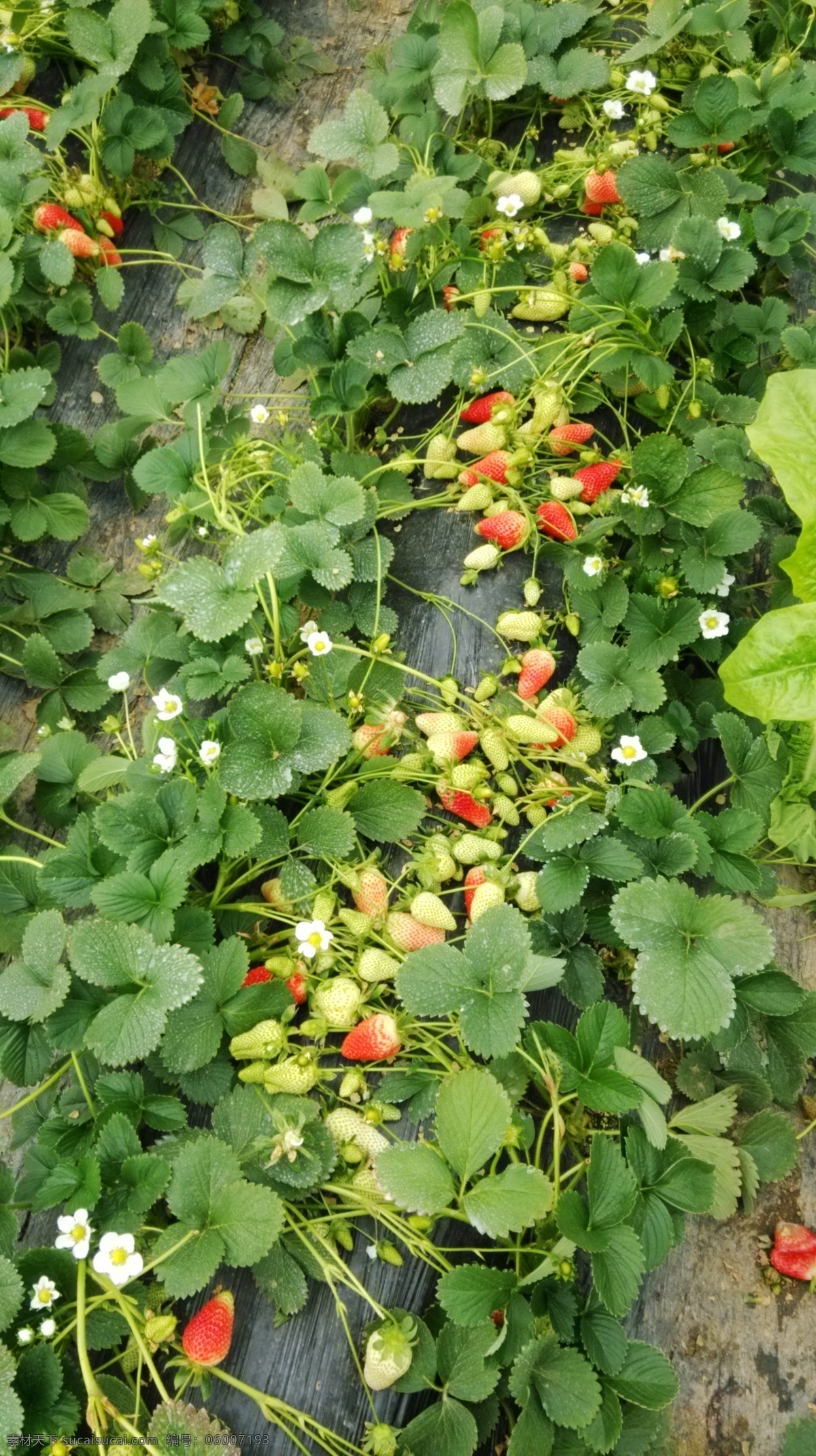 草莓花 红草莓 奶油草莓 草莓地 摘草莓 甜草莓 一串草莓 大片草莓 草莓叶子 生物世界 水果 黑色