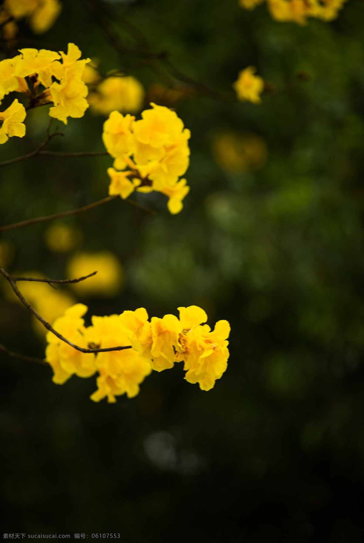 巴西风铃木 花季 街景 春天 黄花 深圳 生物世界 花草