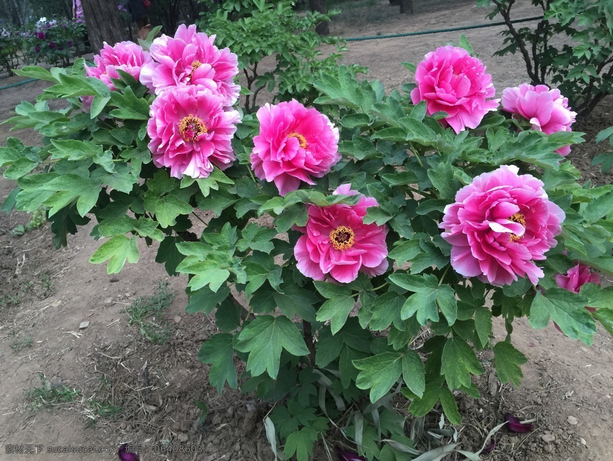 红色牡丹 牡丹树 北京植物园 牡丹花展 牡丹 生物世界 花草