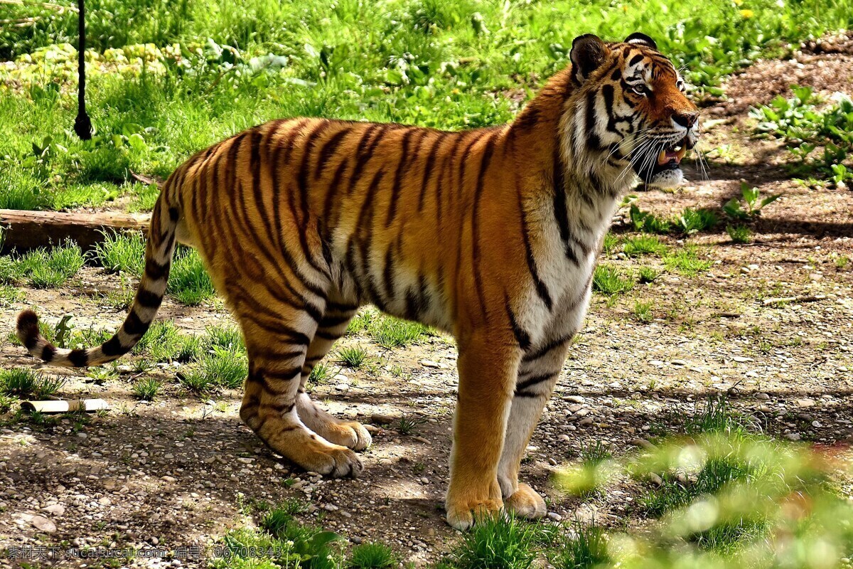 动物园小老虎 小老虎 凶猛 老虎 野生动物 野兽 野生 猛兽 猛虎 嘶吼 保护动物 食肉动物 动物园 草木 动物 生物世界
