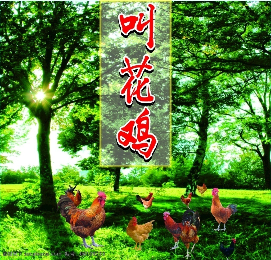叫花鸡 鸡 公鸡 养殖场 养殖背景