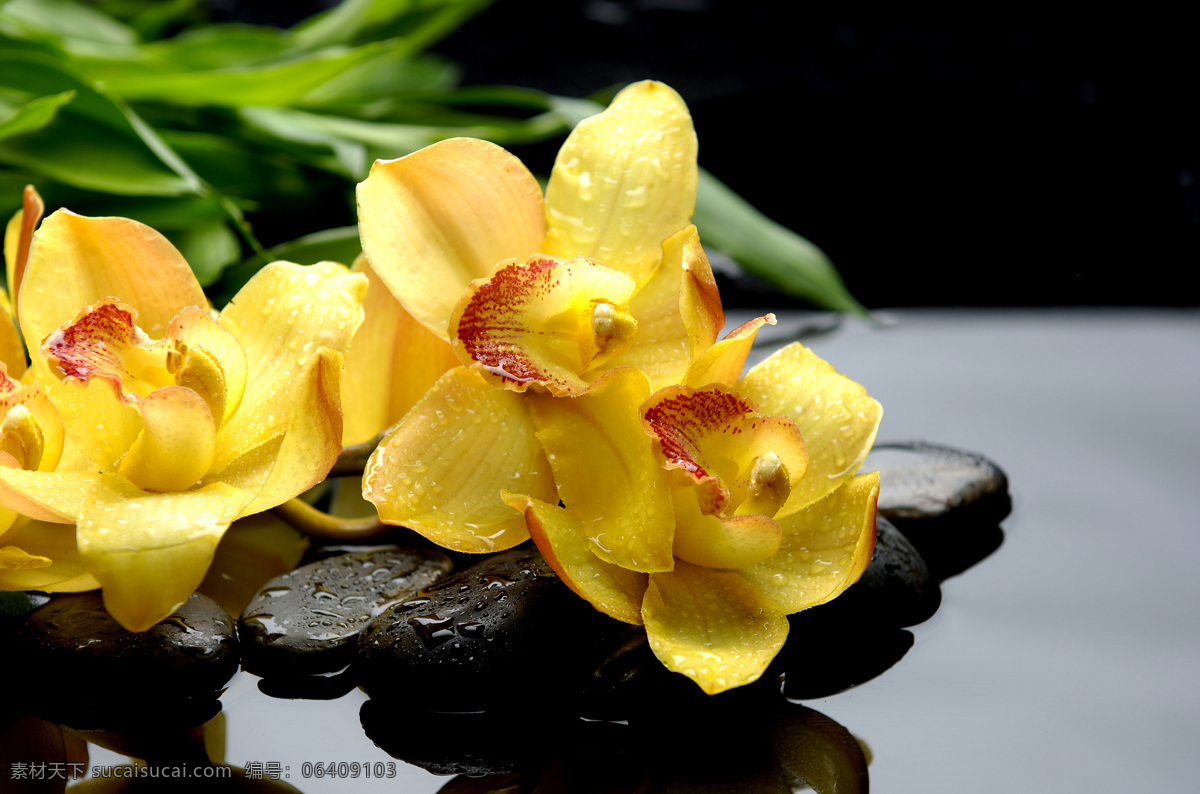花朵 水疗 石 高清 水疗石与花朵 spa水疗 火山石 石头 鲜花 摄影图 高清图片 其他类别 生活百科 黑色