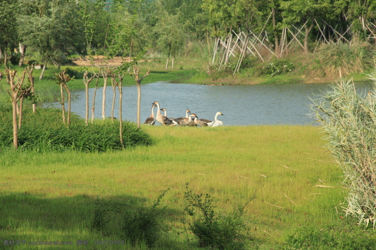 艾 溪湖 湿地 公园 南昌 高新开发区 动物 绿色 草地 树木 野鸭子 高新 开发区 国内旅游 旅游摄影