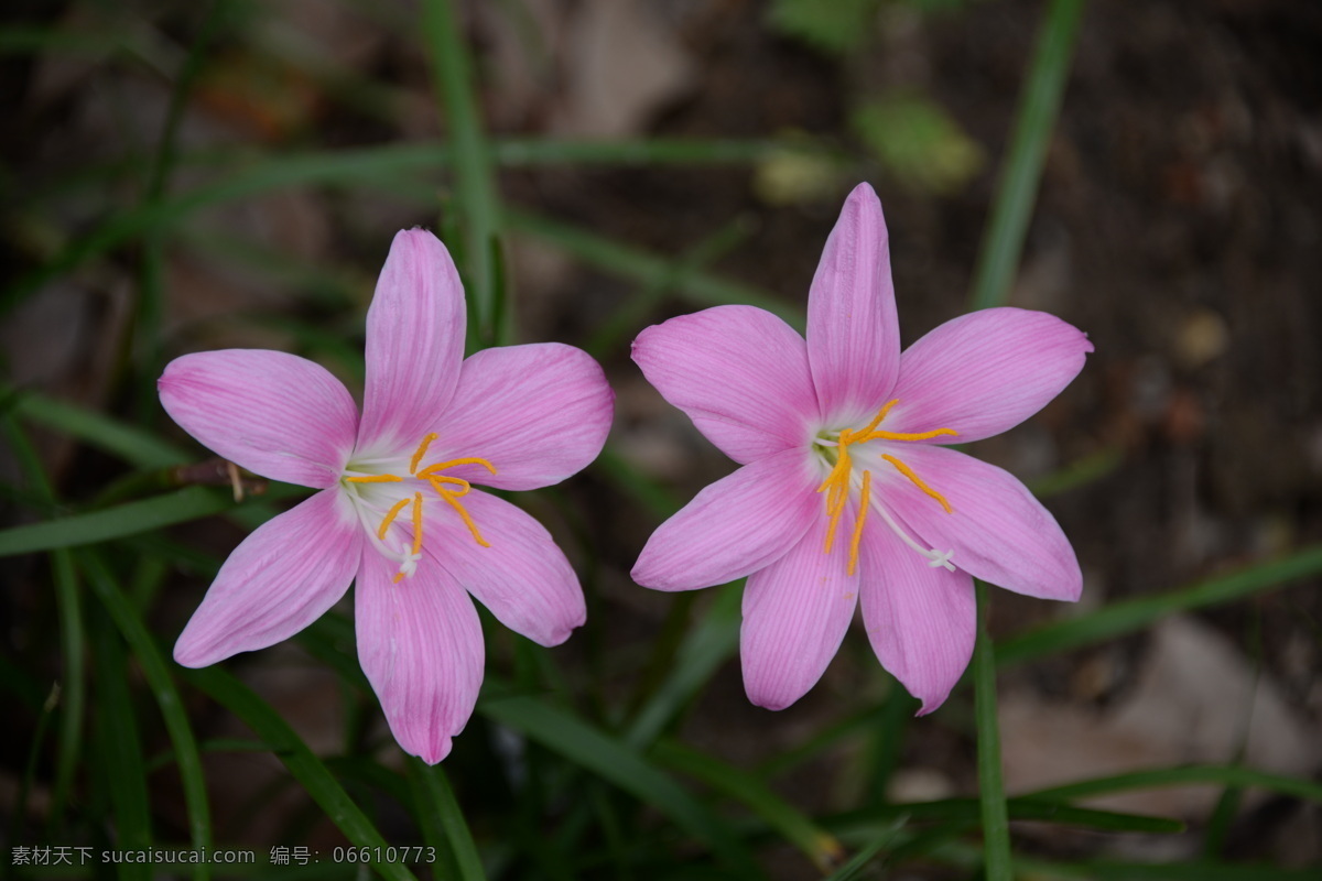 葱兰 葱莲 玉帘 韭菜莲 肝风草 石蒜科 葱莲属 花草 生物世界