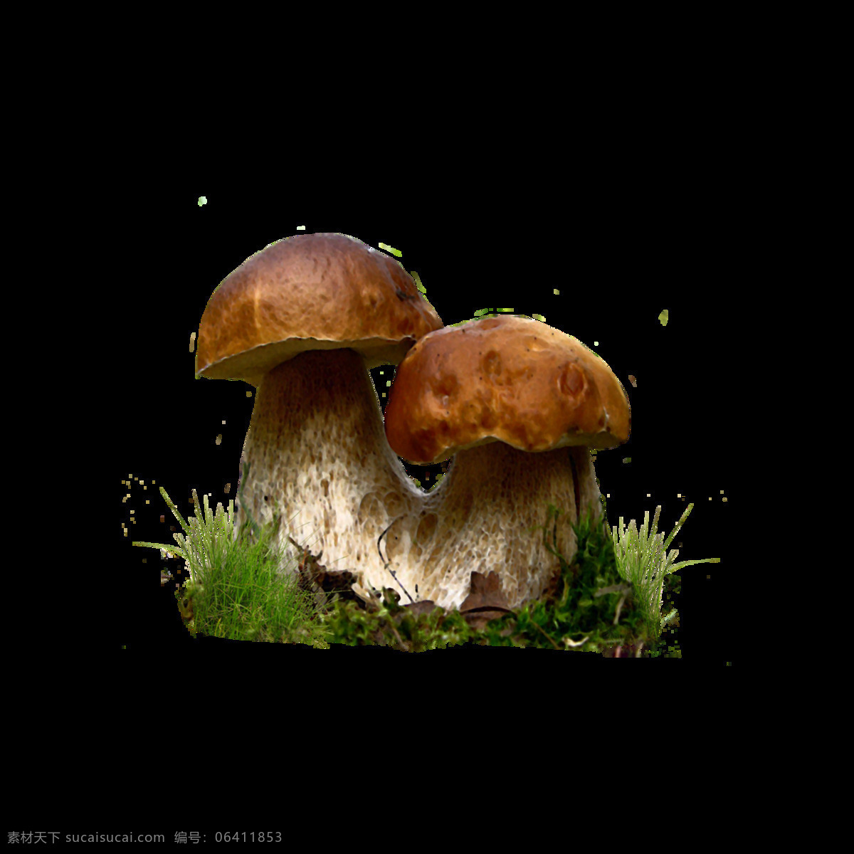 矢量蘑菇元素 野外 树根 蘑菇 绿草 元素