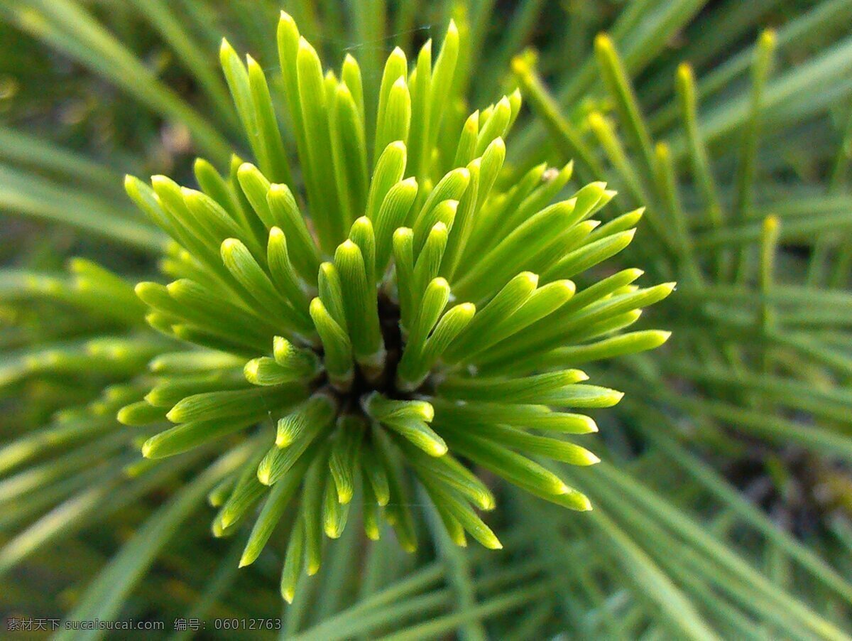 松针 松叶 风景 游玩 植物 松树 花草 生物世界