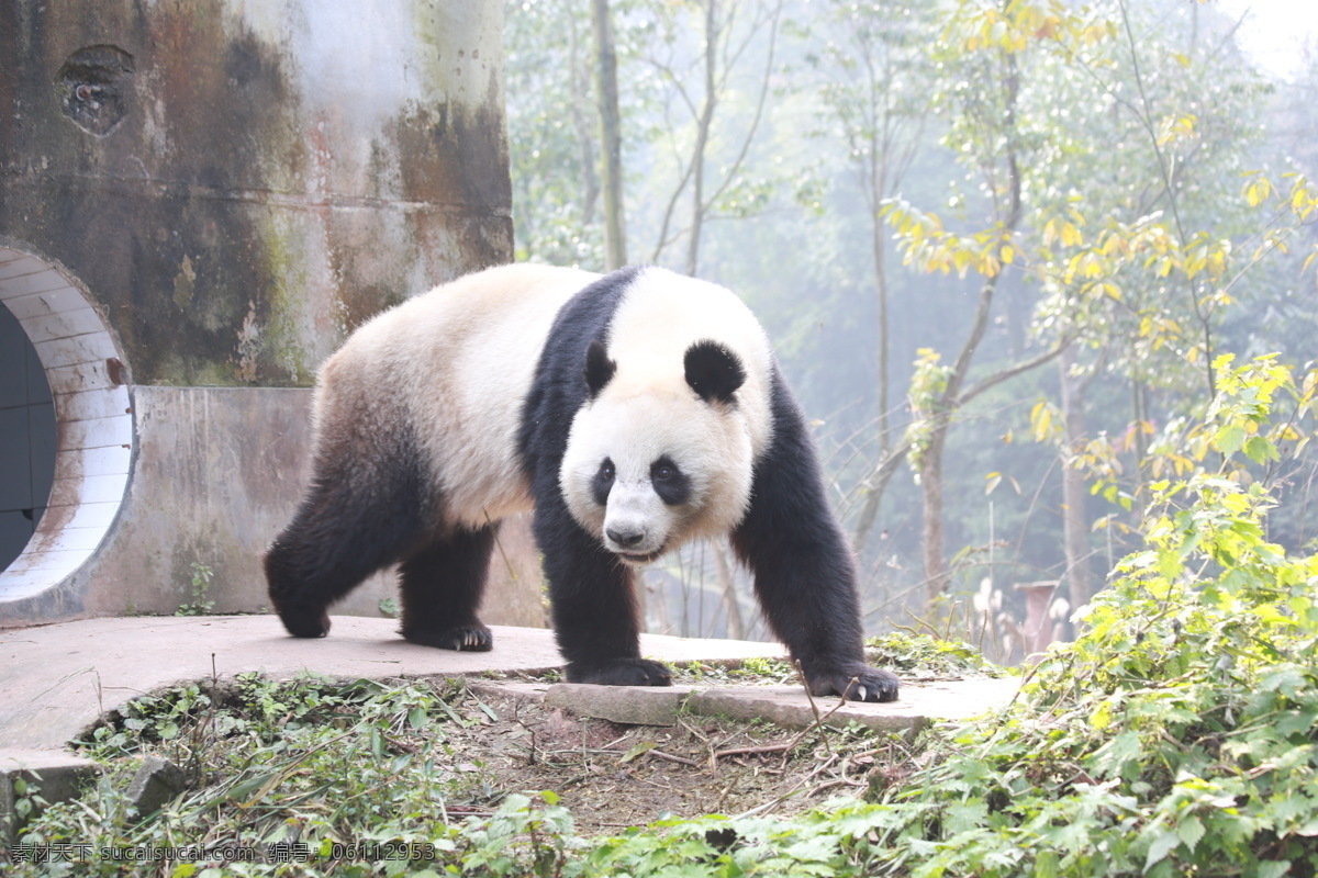 大熊猫 熊猫 雅安 碧峰峡 保护动物 野生动物 生物世界