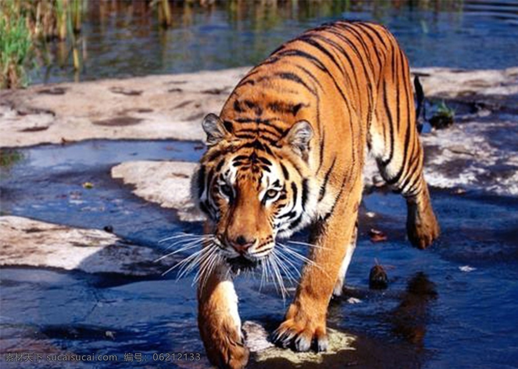 大老虎图片 大老虎 老虎 东北虎 动物 猛兽