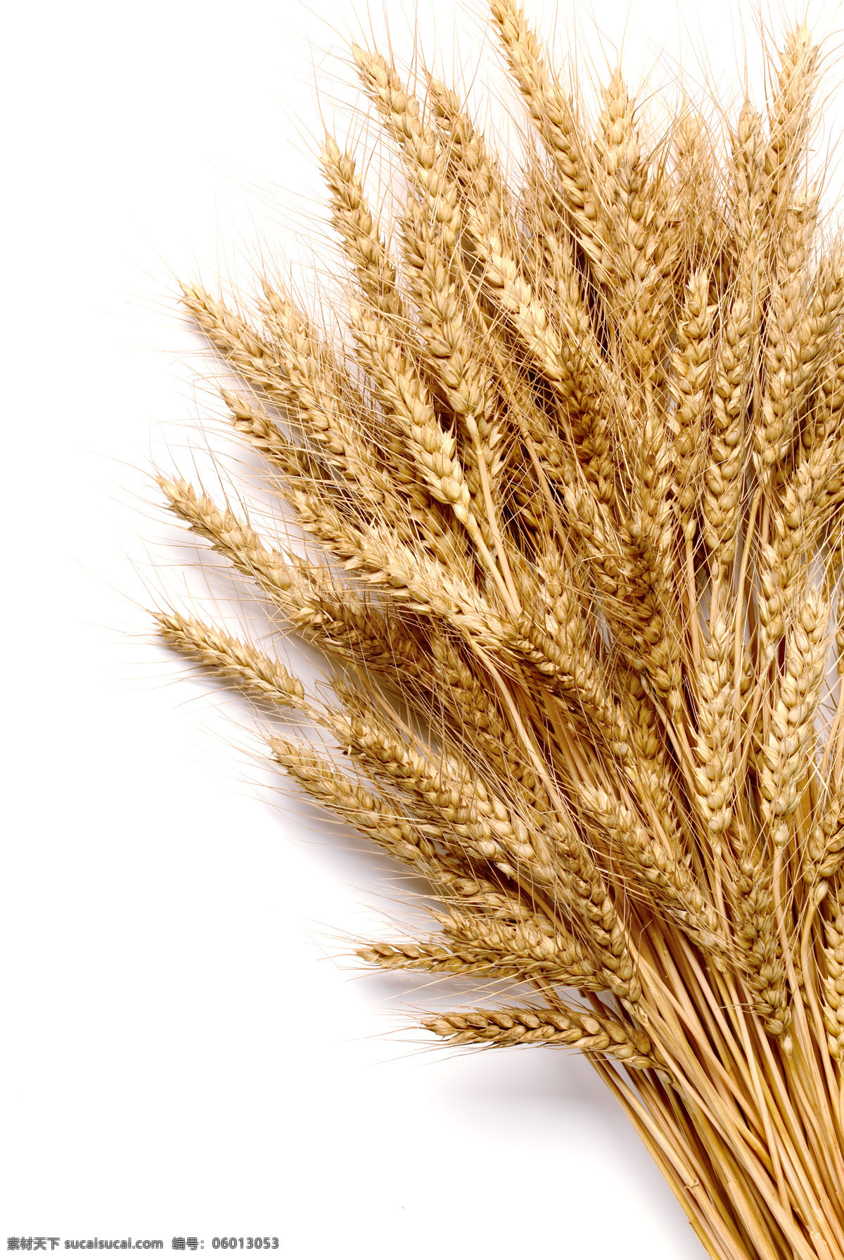 小麦 麦子 麦穗 小麦图 农业生产 现代科技