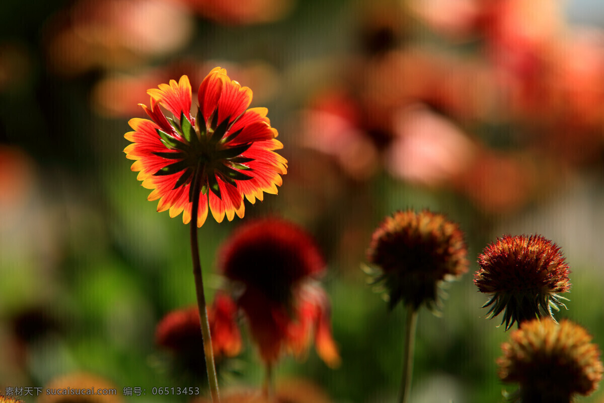 唯美 天人 菊 花草 花卉 花朵 花 植物