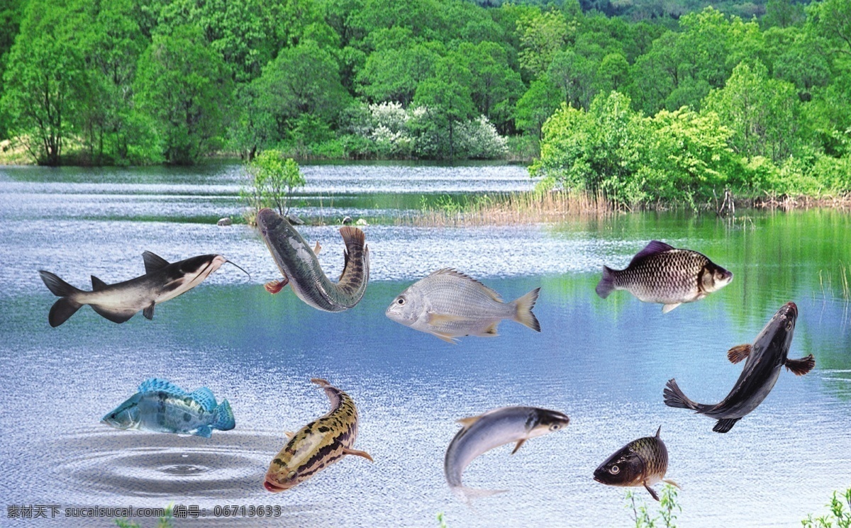 出水鱼儿 鱼 各种鱼 桂花鱼 湖边 水波 风景 其他设计 环境设计 源文件