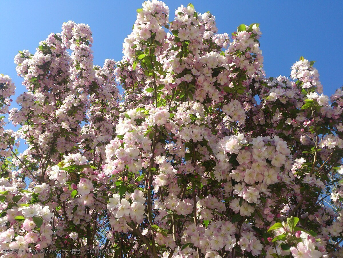 海棠花 白色花瓣 春天 花草 花卉摄影 清晰 晴朗 棠 花 绽放 生物世界