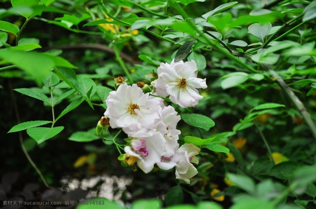 蔷薇 野蔷薇 蔷薇花 花卉 植物 花蕊 春天 开放 花朵 自然 清新 花儿 白色花朵 玫瑰 月季 景物摄影图片 生物世界 花草