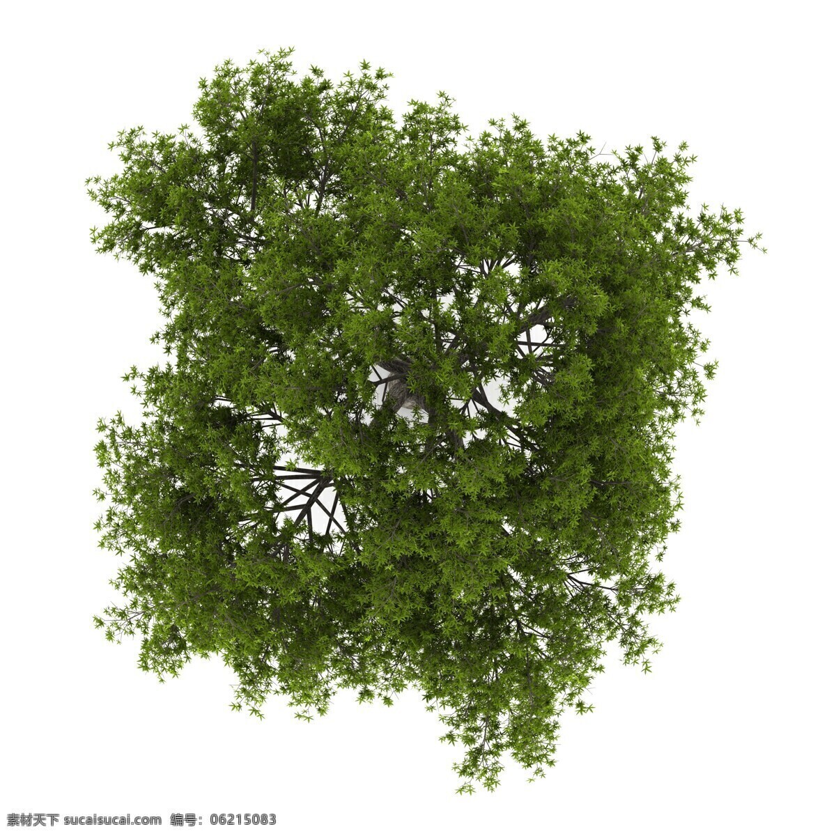 裂纹 柳树 俯视图 裂纹柳树 树木 树木俯视图 顶视植物 顶视图 植物顶视图 植物俯视图 植株俯视图 生物世界 树木树叶