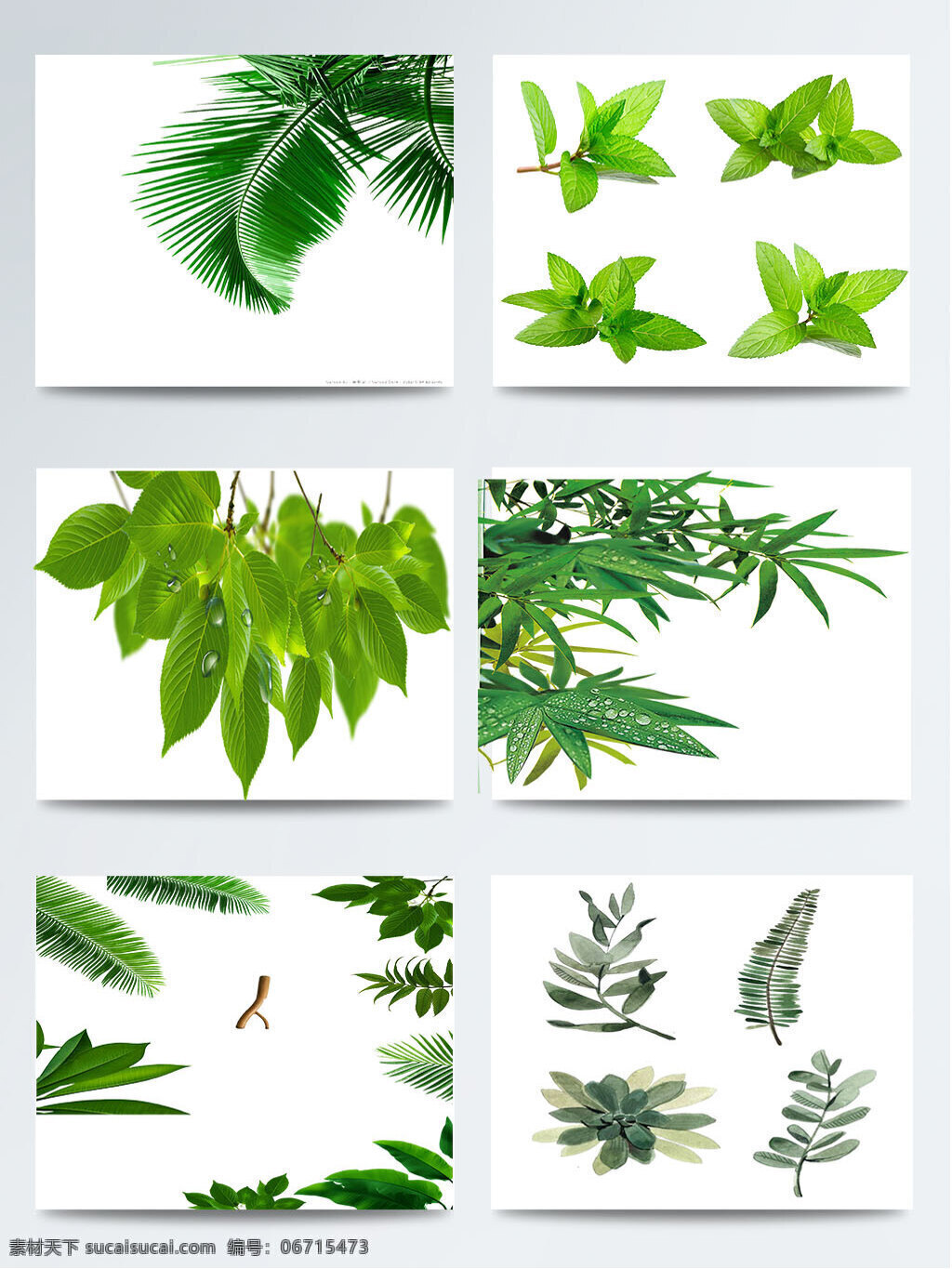 二十四节气 立春 绿叶 图案 元素 1节气 传统 立春节气 绿叶图案 绿叶元素 叶子图案