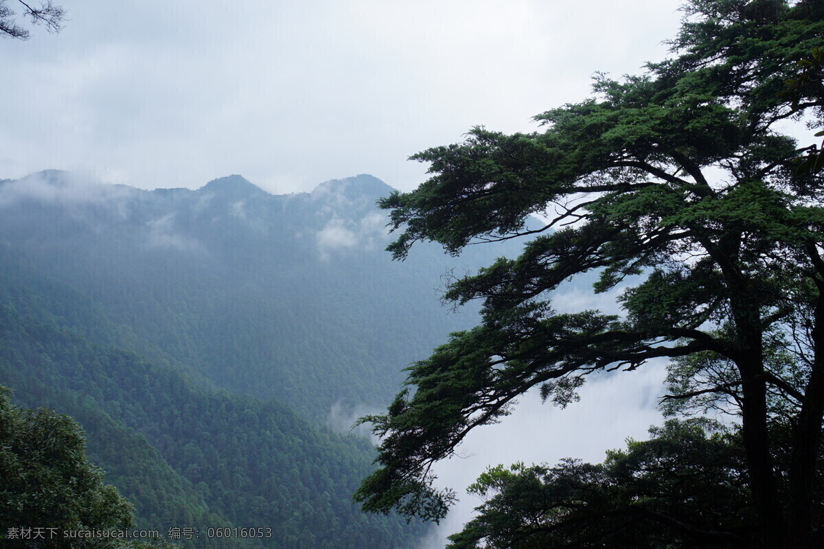 云雾苍松 云雾 苍松 雾气 山脉 远山 浓雾 飘渺 苍翠 好似仙境 风景 山水风景 自然景观