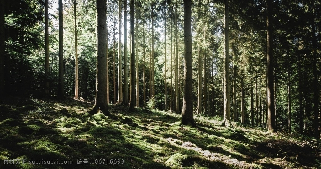 森林植被 绿色森林 树林 森林资源 大森林 卡通森林 森林树 森林湖 热带森林 梦幻森林 动物森林 热带雨林 光 绿色 树木 性质 森林洗澡 naturbad 春天 夏季 冥想 放宽 休息 唯美图片 唯美壁纸 壁纸图片 桌面壁纸 壁纸 背景素材 手机壁纸 创意 山 树 草 自然景观 自然风景