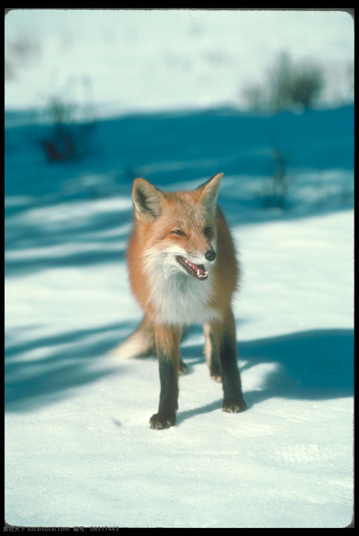 雪地 上 狐狸 狐狸摄影 野生动物 动物摄影 动物世界 陆地动物 生物世界